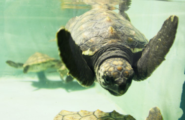 久米島ウミガメ館