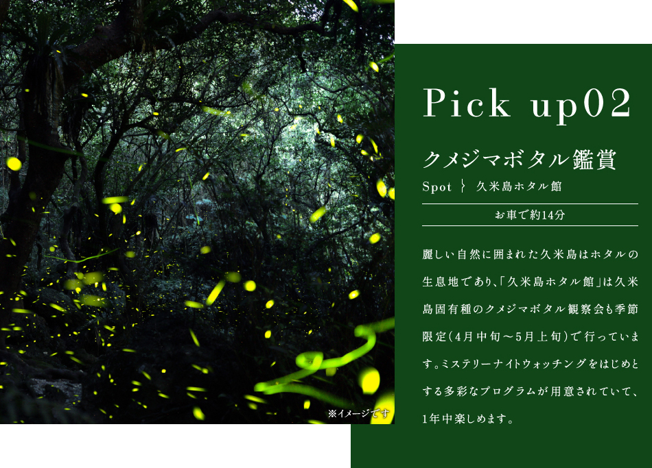 クメジマボタル鑑賞