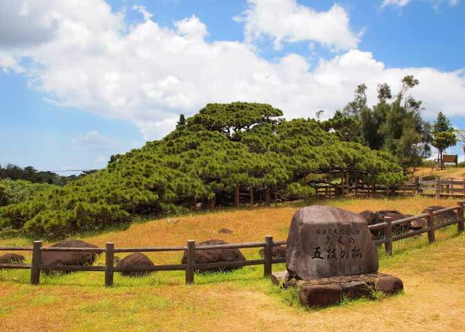 五枝の松