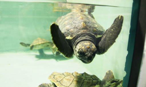ウミガメ観察